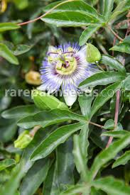 Image result for Passiflora caerulea