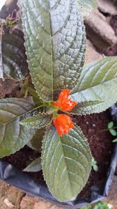 Memang ada ya tanaman hias daun jenis ini di indonesia. Tanaman Hias Berbunga Indah Dan Penutup Tanah Chrysothermis Pulchella Planter And Forester