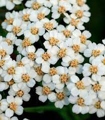 Yarrow Flower Essence 3 Flowers Healing Yarrow Flower Flower Essences Yarrow
