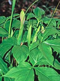 Image result for Polystachya troupiniana