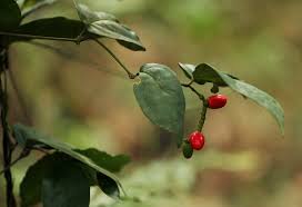 Image result for Gnetum africanum