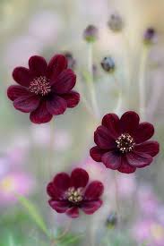 Cosmos Chocolat Https Www Promessedefleurs Com Bulbes D Ete Bulbes D Ete De A A Z Cosmos Atrosanguineus Cosmos C Flores Bonitas Amor Flores Flores Fotografia