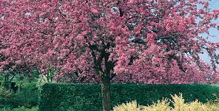 Maybe you would like to learn more about one of these? Alberi Da Giardino Vuoi Avere Un Giardino Sempre Fiorito