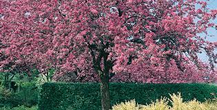 Vivono bene sia che li abbiate al sole che in penombra, anche se vi consiglio di metterli in un luogo dove ottengano almeno 4 ore di luce solare diretta. Alberi Da Giardino Vuoi Avere Un Giardino Sempre Fiorito