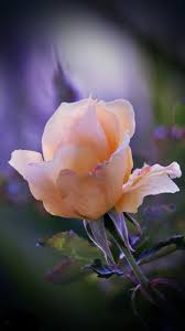 Wallpapercave is an online community of desktop wallpapers enthusiasts. Download Rose Wallpaper By Rosemaria4111 Now Browse Millions Of Popular Flower Wallpapers And Ringtones On Zedg Amazing Flowers Pretty Flowers Popular Flowers