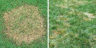 Brown patch appears as irregular circular patches in the lawn that are brownish yellow in color when to stop watering your lawn in fall. Brown Patch Fungus Identification What Does Brown Patch Look Like