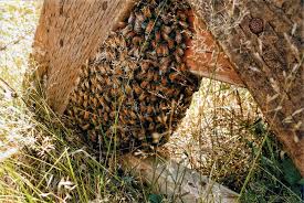 Check spelling or type a new query. Absconding Bees Or Death By Varroa Honey Bee Suite
