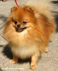 poroda shpic eto malenkaya miniatyurnaya sobachka kotoraya lyubit detej no v tozhe vremya slishkom malenkim detyam ee cute animals pomeranian dog cute funny animals