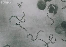 Kunci jawaban bupena biologi kelas 10 kurikulum 2013. Kunci Jawaban Bupena Biologi Kelas 10 Kurikulum 2013 Bab 4 Eduhay