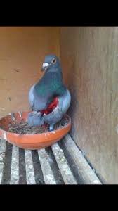 This Is True Story Racing Pigeon Attacked By Falcon It Has A Big Injury And Was Able To Fly And Return To Home Racing Pigeons Pet Birds Racing Pigeon Lofts
