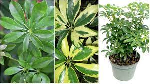 Umbrella tree, dwarf umbrella tree, parasol plant, octopus tree, hawaiian schefflera, dwarf schefflera, australian schefflera. Dwarf Umbrella Tree 101 Care And Growth Of Schefflera Arboricola