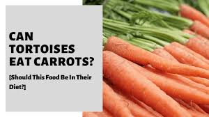 Cruciferous vegetables and their leaves (such as broccoli, cabbage, and cauliflower) are unsuitable for rabbits with sensitive stomachs, causing uncomfortable gas and bloating. Can Tortoises Eat Carrots Is This Food Ideal For Their Diet