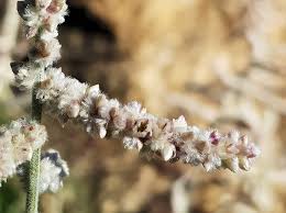 Image result for Aerva javanica