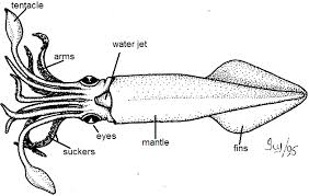 Campamento De Verano Alamos Sonora Giant Squid Colossal Squid Kraken Art