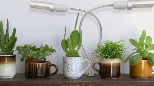 Being cactus lover, you wish to grow these inside your home. Best Grow Lights For Succulents In 2021 Yard Work Hq