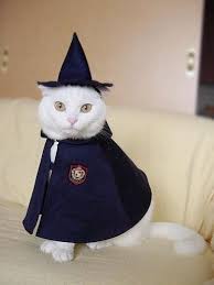 Pin On Kitty