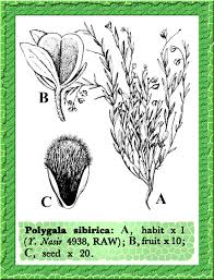 Image result for Polygala persicariifolia