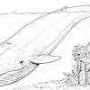 13 to 20 ft (4 to 6.1 m) weight: 1