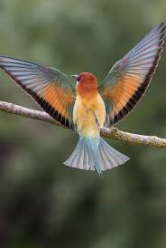 Bird With Wings Spread Out Pin On Pictures Birds