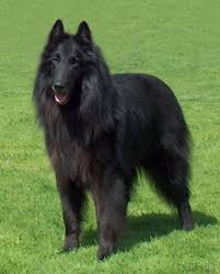 Maybe you would like to learn more about one of these? Belgian Shepherd Dog Groenendael Breed Information History Health Pictures And More
