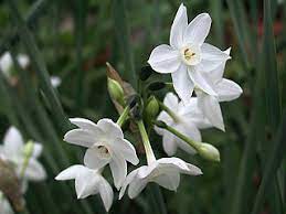 White blossoms, for example, represent both purity and death, while red ones often symbolize passion, energy,. Who Was Narcissus In Greek Mythology Study Com
