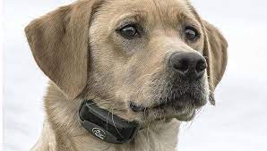 Maybe you would like to learn more about one of these? 10 Best Electric Dog Collars 2020 Ranked By Safety And Efficacy