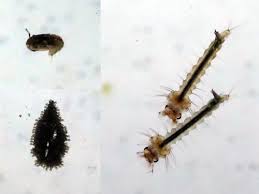 Si bien que les pauvres petites bestioles (innocentes!). Le Moustique Mieux Le Connaitre