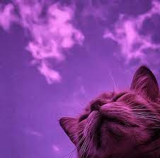 brisa castillo adli kullanicinin cute cats panosundaki pin mor soyut fotografcilik resim duvari