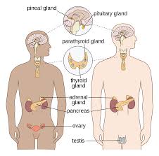 This basic lesson will teach the names of common body parts. Endocrine System Wikipedia