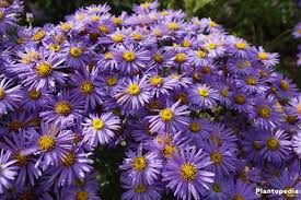 Another kind of aster is the alpine aster, or aster alpinus. Aster Plant Care How To Grow And Care For This Flower Plantopedia