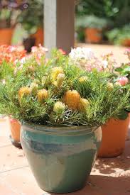 These beautiful native american flowers must. Growing Proteaflora Plants In Pots Proteaflora