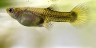 Do guppies eat their babies? Pregnant Guppy What To Look For Stages Guide