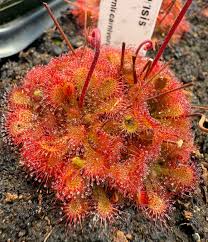 Image result for Syngonanthus welwitschii