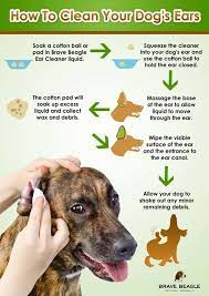 Brave Beagle Dog Ear Cleaner Review Dog Care Tips Dog Ear Cleaner Dog Info