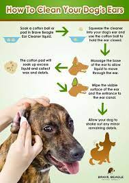 Cleaning a dog's ears at home is fairly simple as long as the ears are not infected or damaged. Brave Beagle Dog Ear Cleaner Review Dog Ear Cleaner Dogs Dog Health Tips