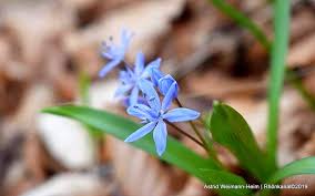 Abonniere envato elements für unbegrenztes herunterladen von stock video gegen eine monatliche gebühr. Wunschglocke Gelautet Kein Holzeinschlag Wegen Blauer Scilla Blute Rhonkanal Schafe Videos Online