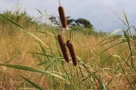 Image result for Typha capensis