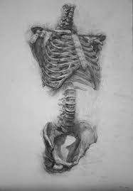 Paul Schwarz Human Torso Vertebral Column Skeleton Drawing Skeleton Drawings Anatomy Art Anatomy Sketches