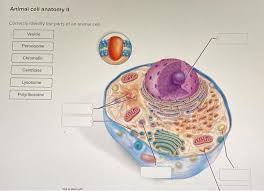 The plant cell has a cell wall, chloroplasts, plastids, and a central vacuole—structures not found in animal cells. Animal Cell Anatomy Ii Correctly Identify The Parts Chegg Com