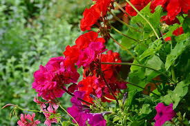 Dependable variety with good weather resistance. Geranium Balcony Plant Flowers Plant Geranium Greenhouse Balcony Flower Box Color Colorful Bloom Red Pikist