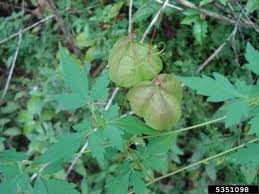 Image result for Cardiospermum halicacabum