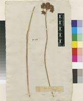 Image result for Cyperus derreilema