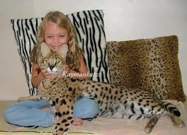 Do you dress your cat up for halloween? 30 Very Beautiful Bengal Cat Photos And Pictures
