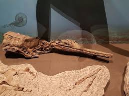 Terminonaris Robusta A Marine Crocodylian From The Late Cretaceous Of The Western United States This Species Thrived In Th Western Interior The Unit Species