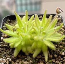 Image result for Stephania cyanantha