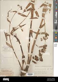 Image result for Fuirena abnormalis