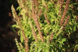 Image result for Ocimum americanum