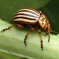 Black And White Striped Beetle 13 Headache Inducing Garden Pests How To Control Them Plant Pests Tomatoes Plants Problems Potato Bugs