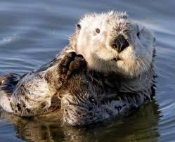 California Sea Otter Population Reaches Record High Number