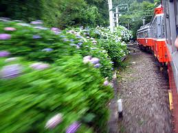 Kết quả hình ảnh cho cẩm tú cầu nhiều màu